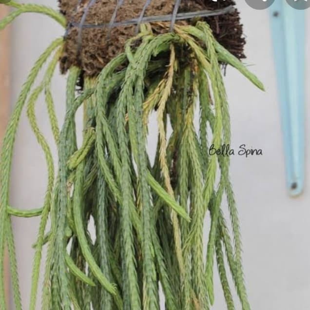 kumpai Huperzia carinata S langka