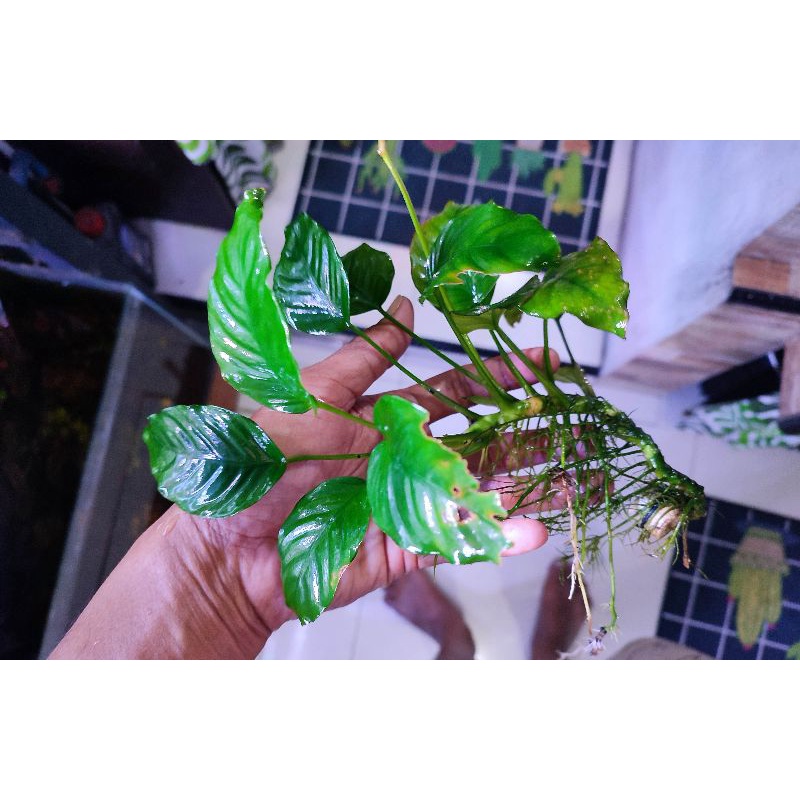 Anubias nana / Barteri size mp /size Jumbo