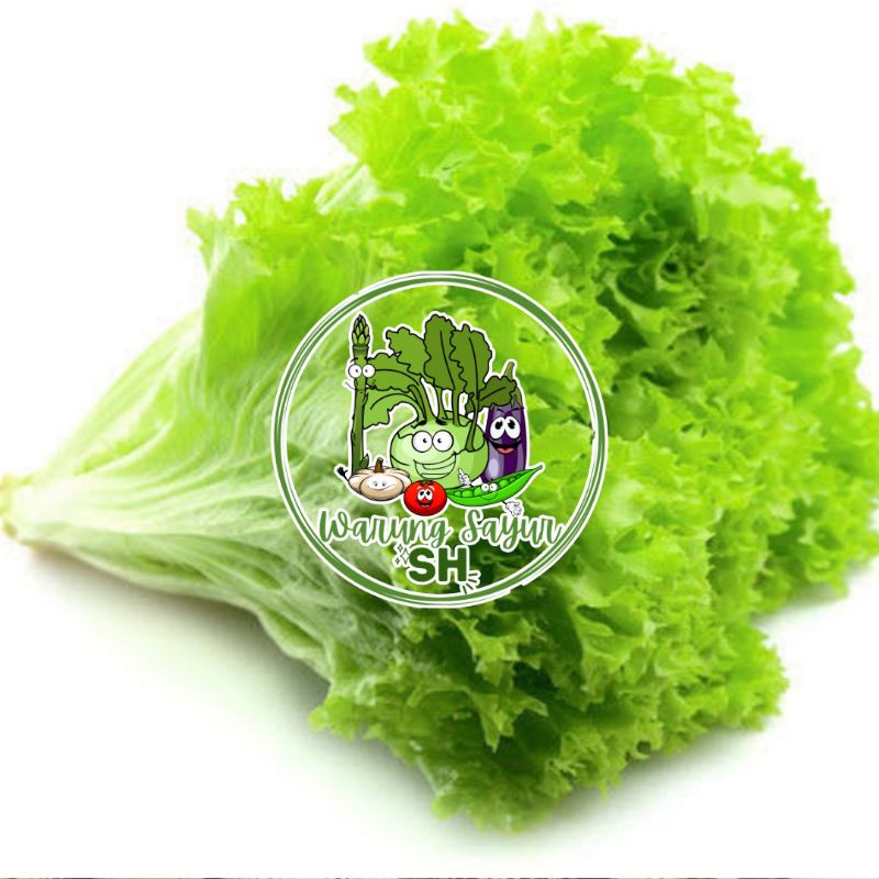 

SAYUR SELADA KERITING SEGAR PER 500 GRAM | FRESH VAGETABLE