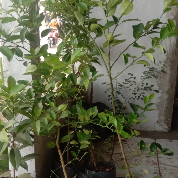 Tanaman jeruk nipis - Bibit Jeruk Nipis Bibit Jeruk Nipis FREESS