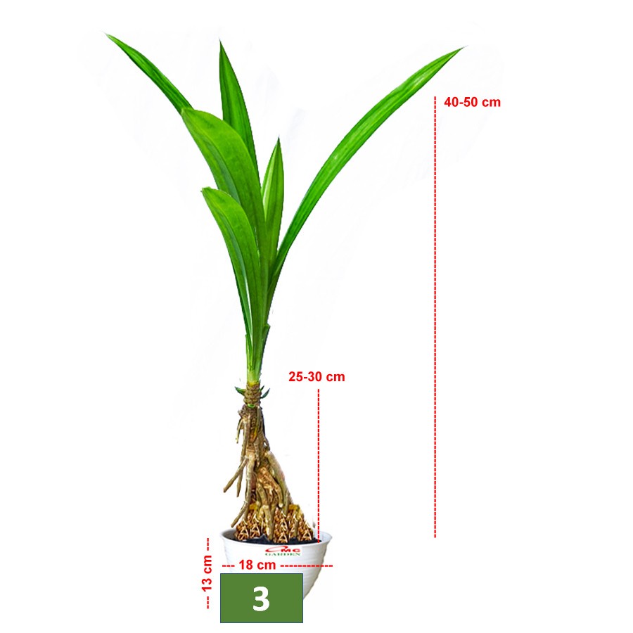 Bonsai Bonsae Pandan Wangi Pandanus Amaryllifolius Tanaman Hias 1030