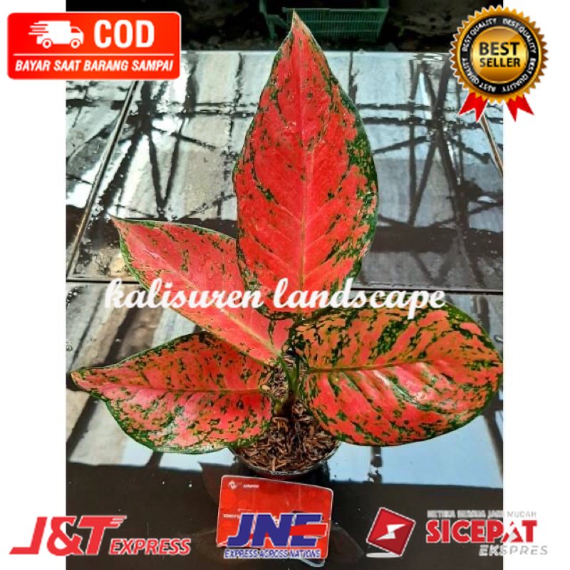 bibit aglonema red king anakan aglonema red kingg