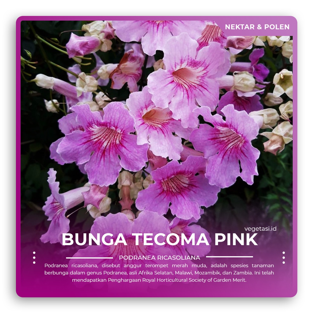 Bibit Bunga Tecoma Pink Terompet Pink Tecomaria Pink Tecoma Ungu PODRANEA RICASOLIANA untuk tanaman 