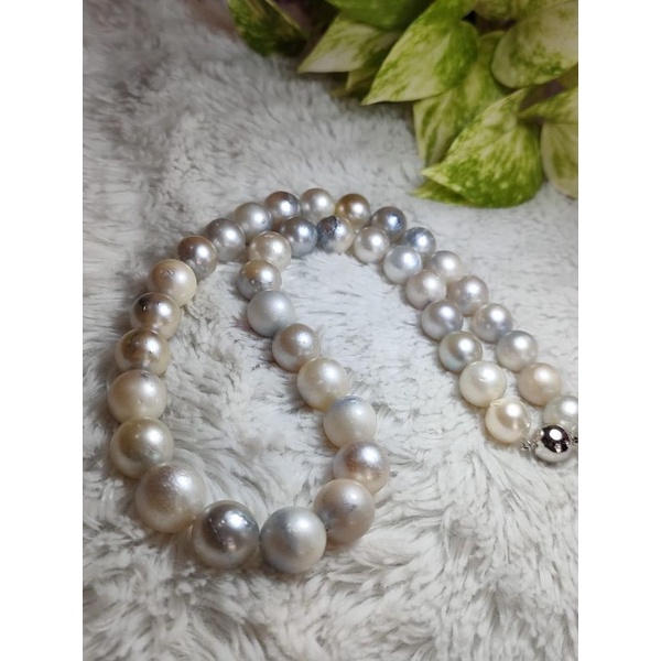 kalung full mutiara air laut asli original kalung mutiara laut murah kalung mutiara