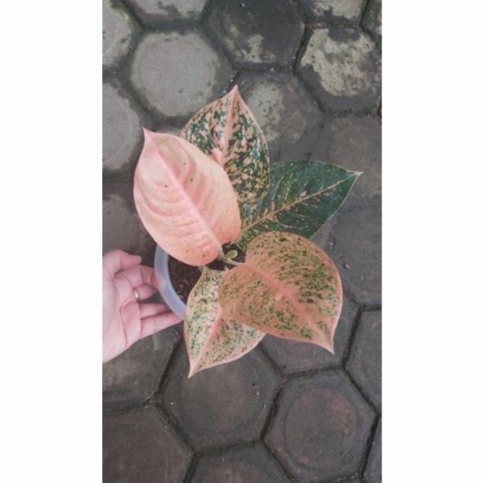 aglonema stardust orange anakan bunga