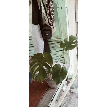 Aglonema Murah Anakan Red Sumatra Paket Monstera king Best Seller