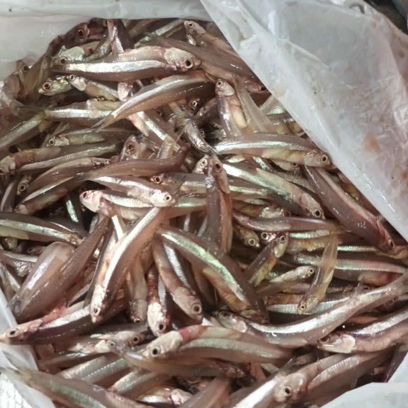 

teri basah