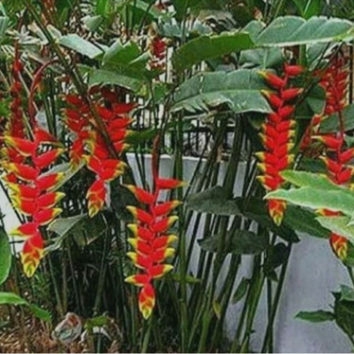 Tanaman hias pisang Bali tinggi 1m EE11