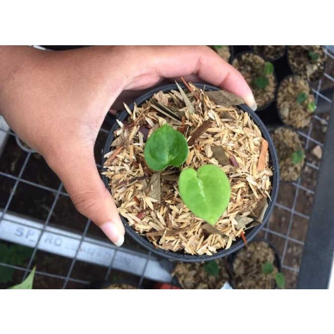 Baby kuping gajah silver