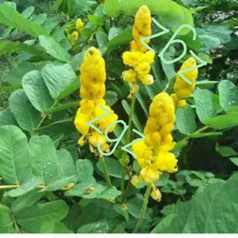 

daun kepeng cina / kimanila herbal 500 gr yu komen banrol ku