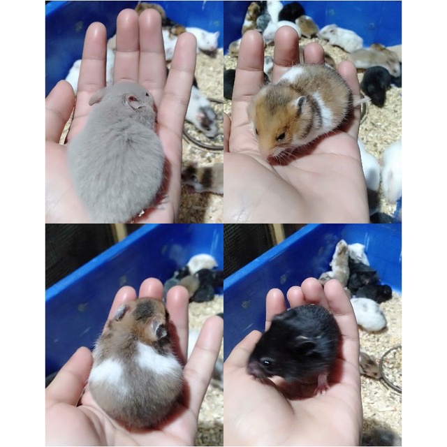 HAMSTER SYRIAN