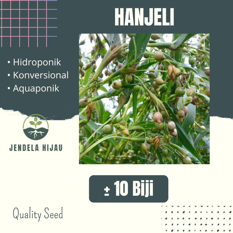 Benih Hanjeli / Jali-Jali - Bibit Tanaman Sayuran Repack.
