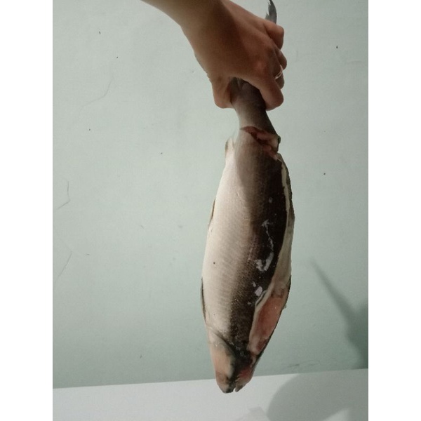 

Ikan Bandeng Cabut Duri
