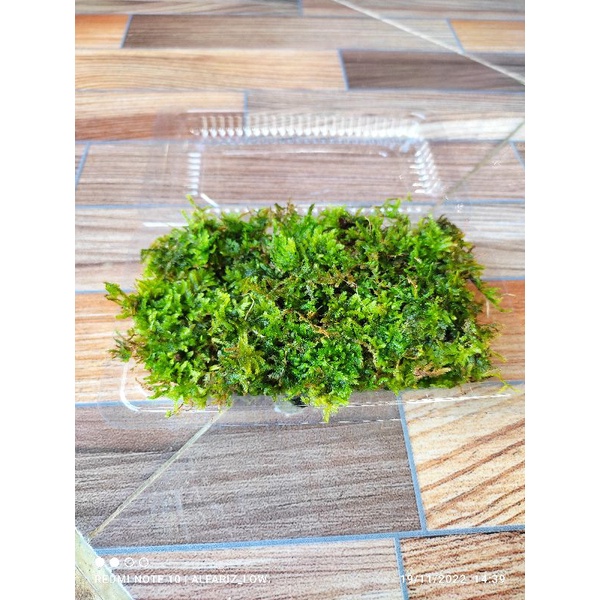 Java moss darat permika tanaman aquascape