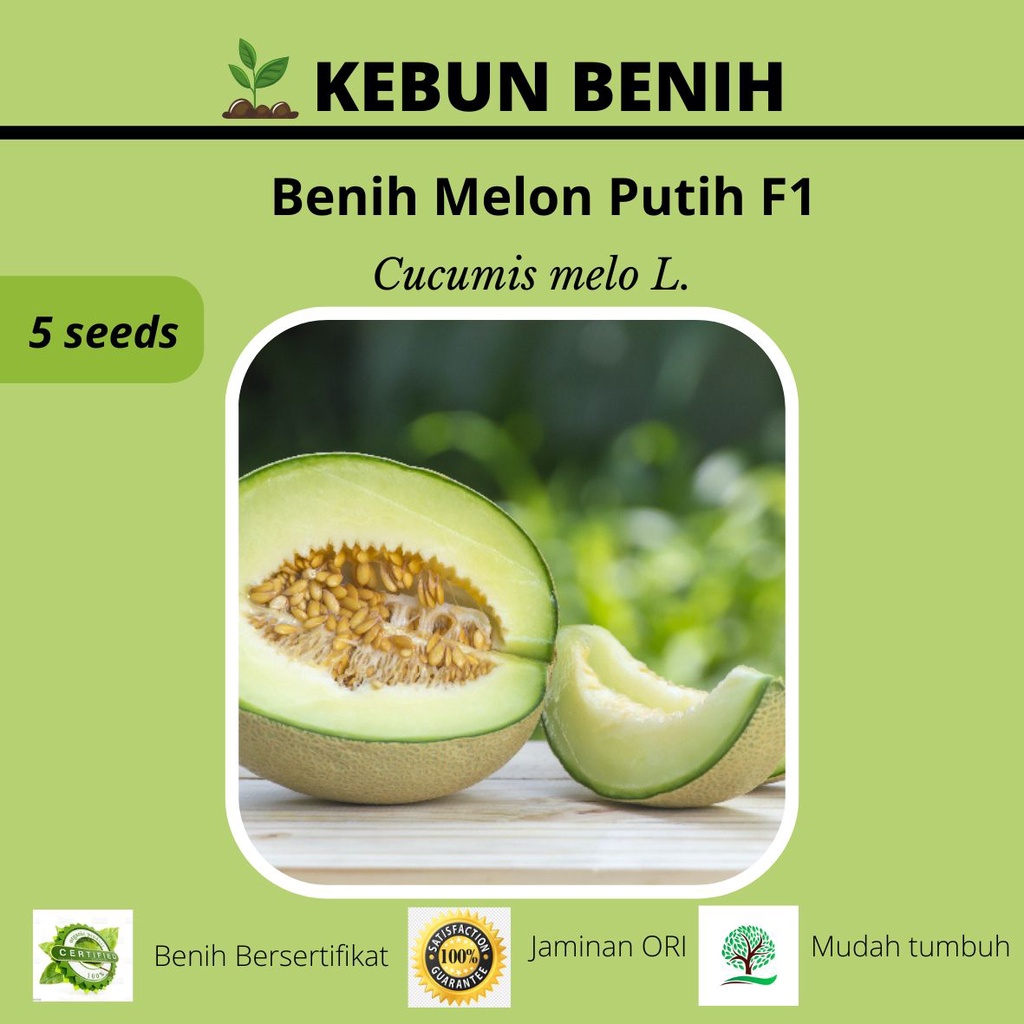 Benih Tanaman Buah Melon Kualitas Unggul