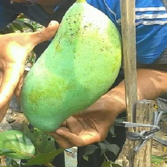 Terlaris 3 BIBIT MANGGA MAHATIR HASIL CANGKOK SUDAH BERBUAH BISA BAYAR DI TEMPAT BIBIT POHON BUAH