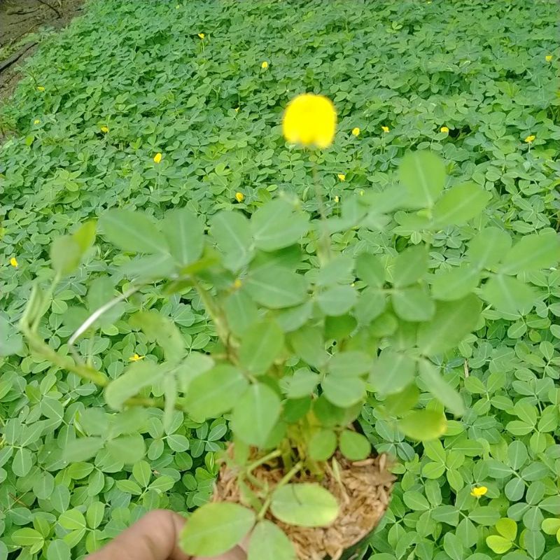 Jual TANAMAN HIAS KACANG KACANGAN LANDEP | Shopee Indonesia