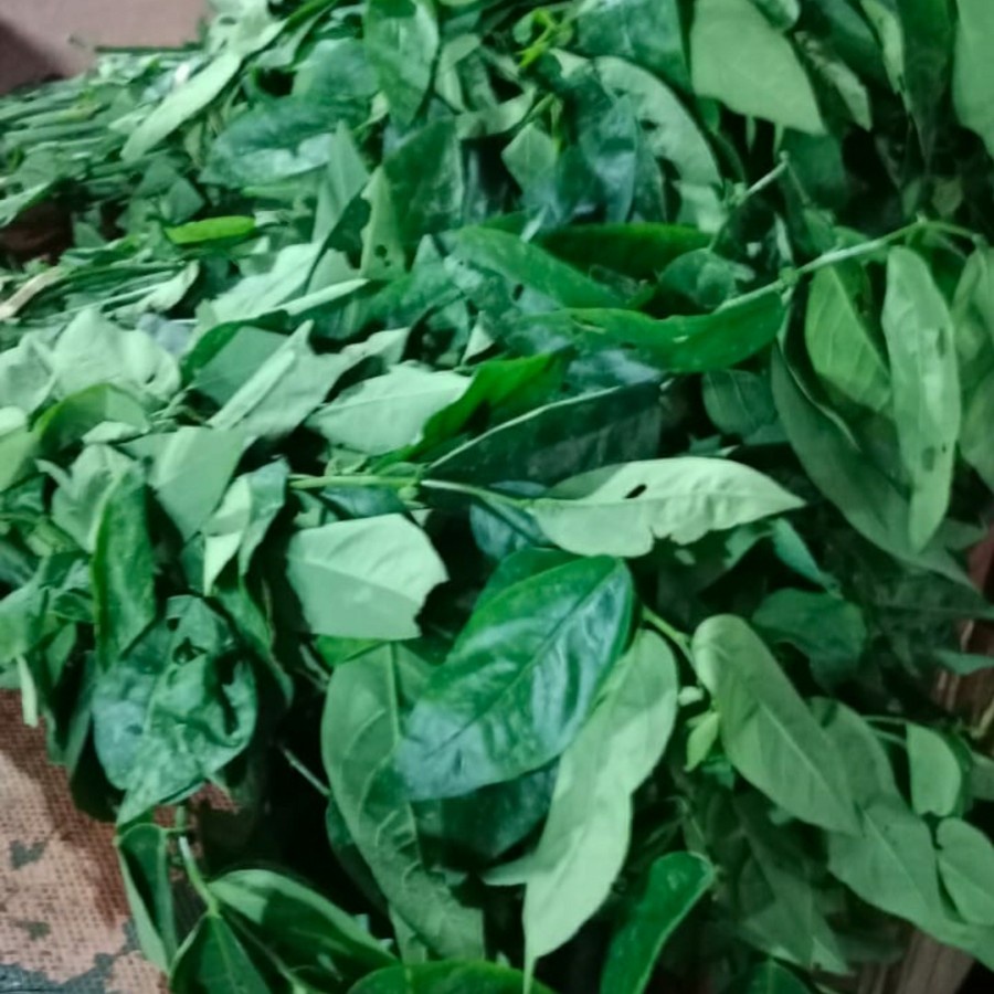 

Daun katuk segar/1ikat daun dipetik dadakan SAYUR organik SANGAT