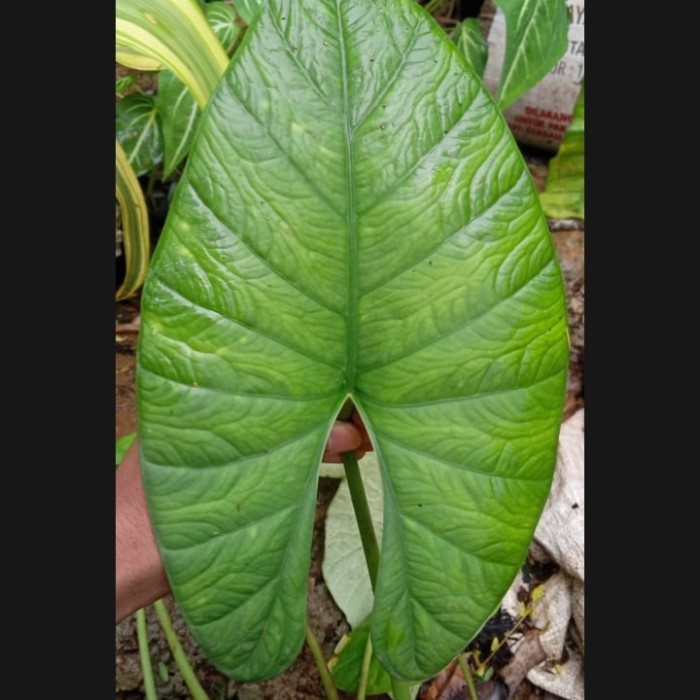alocasia alba spesies