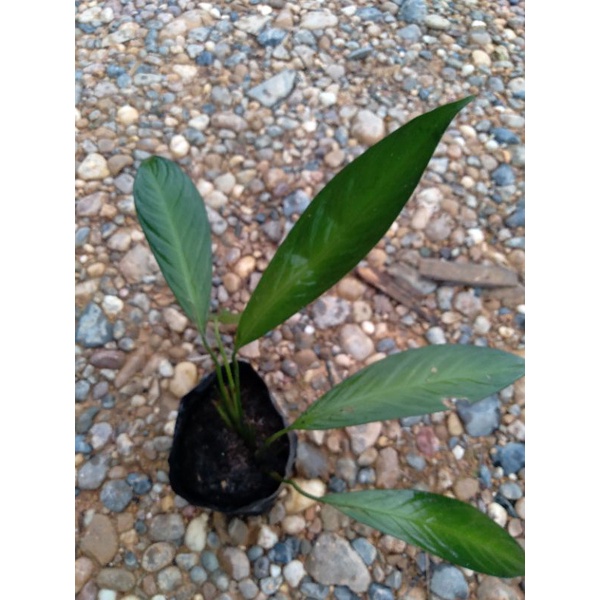 sicsma sp borneo