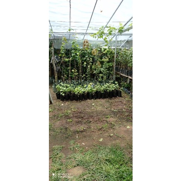 BIBIT ANGGUR IMPORT KUALITAS SUPER