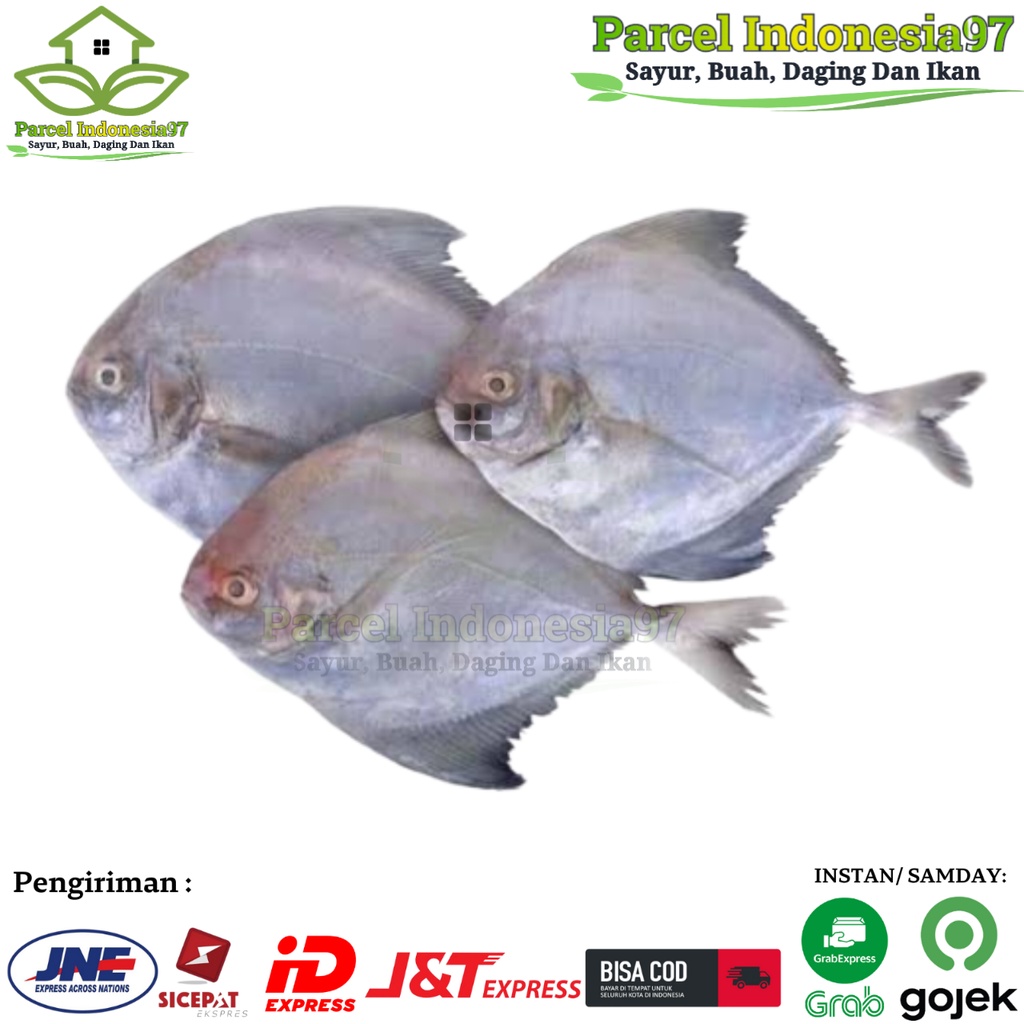 

ikan bawal Laut segar/ ikan bawal hitam pilihan