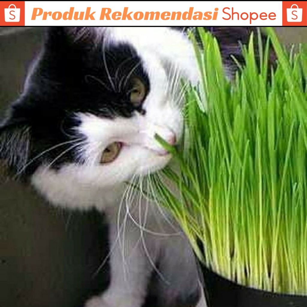 Rumput Kucing Benih Wheatgrass Paket Lengkap [Benih Wheatgrass, Pot 10cm dan Metan]