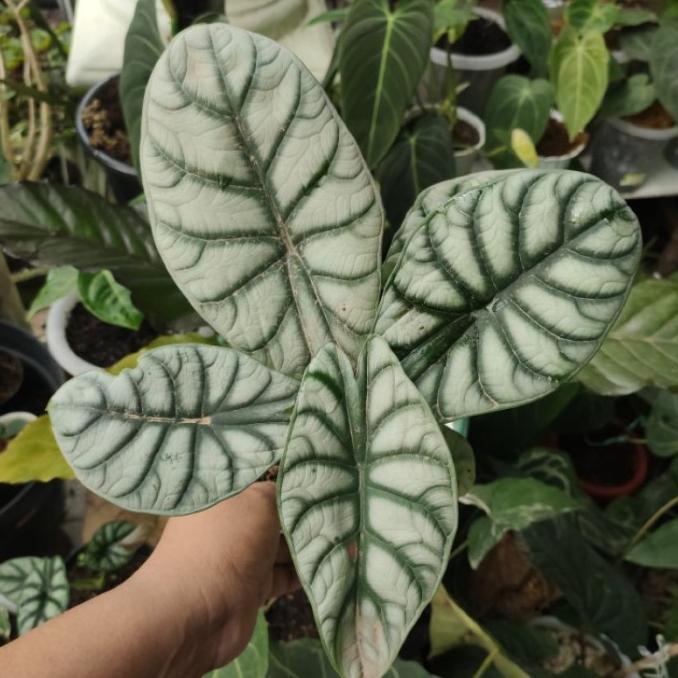 Alocasia Dragon silver - Tanaman alocasia dragon daun 2 sampai 3