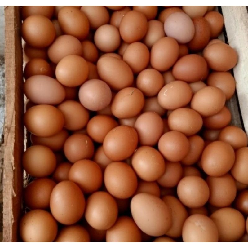 

Telur ayam 1/2 atau 1kg