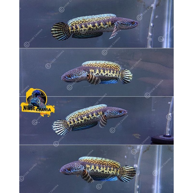 Auranti Maculata Sortiran