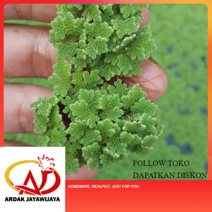azolla microphylla BENIH BIBIT BUDIDAYA