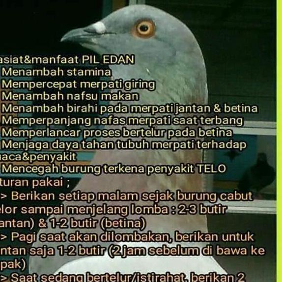 Pil edan pil edan merpati merpati edan jamu burung merpati