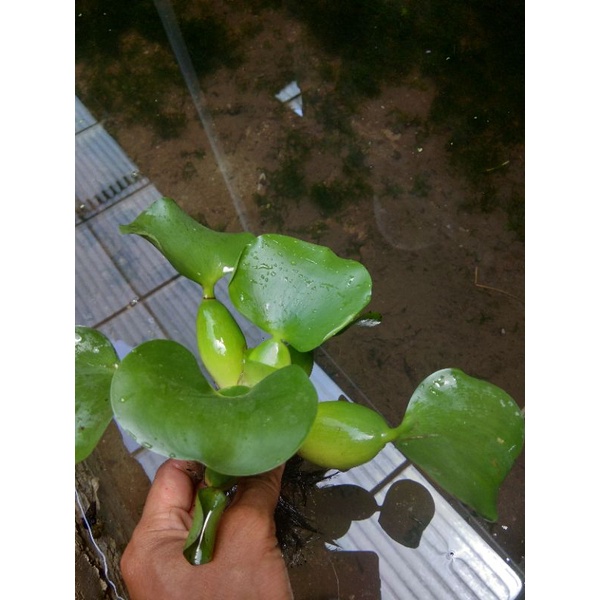 eceng gondok