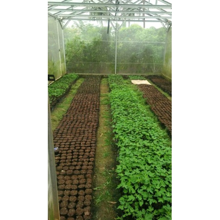 bibit pepaya California bibit buah paya