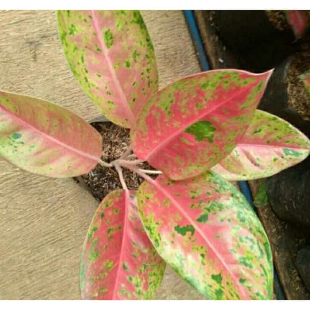 Aglonema Big Roy super Jumbo Mutasi