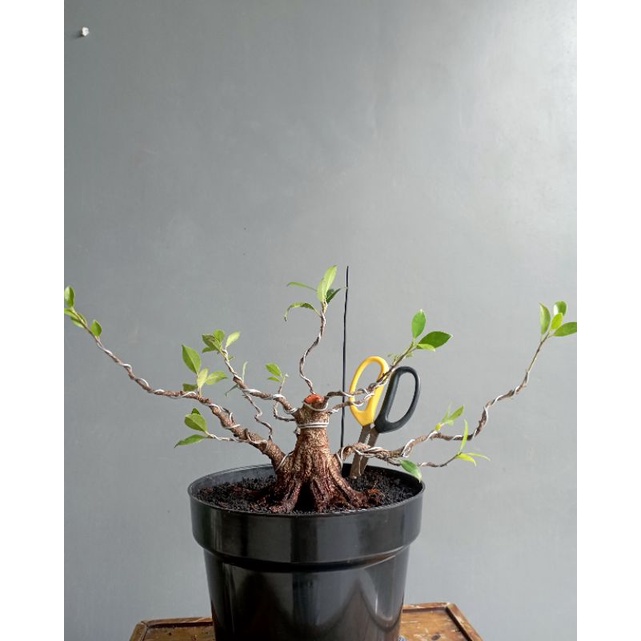 Bahan Bonsai Kimeng Bogel (Ficus microcarpa)