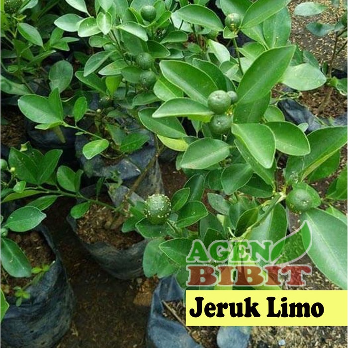 Terlaris Bibit Pohon Jeruk Limo sudah Berbuah - Tanaman Daun Jeruk Limau SUPER A1