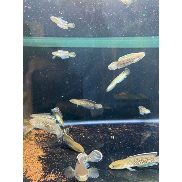 Channa stewarti 7-10cm grade A++ mantab mantab rim tebell dot brontok