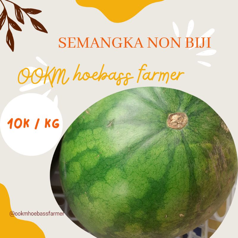 

SEMANGKA MERAH 4KGan