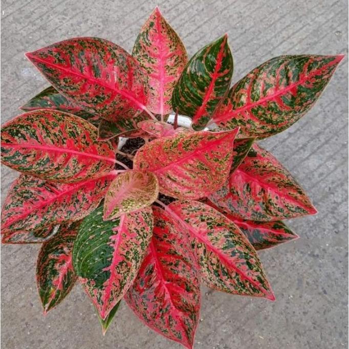 anakan aglonema reanita