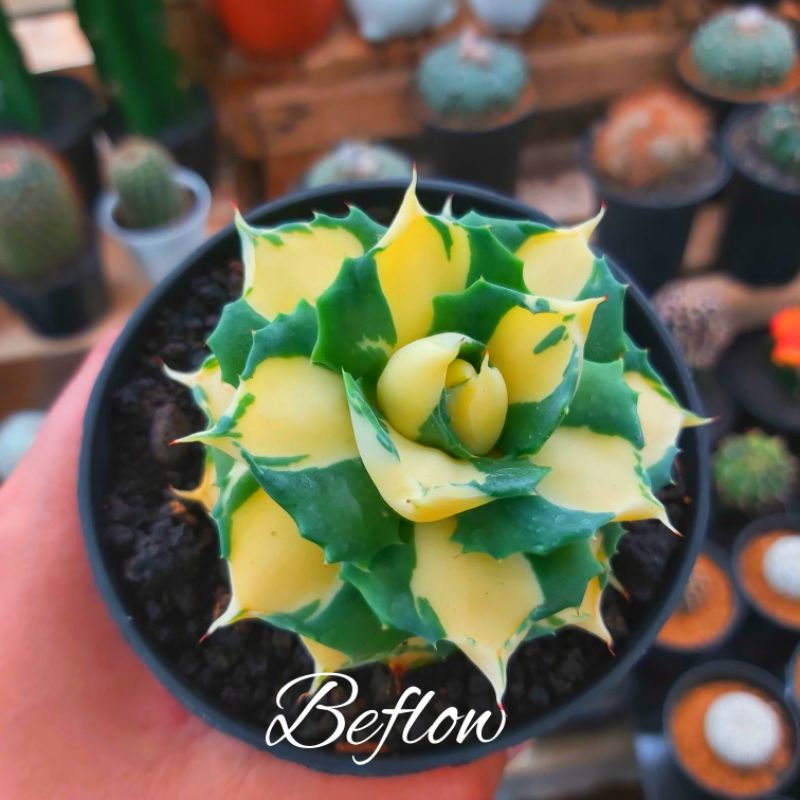 agave shoji raijin var