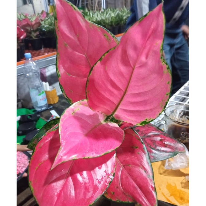 paket 4 jenis aglonema dewasa