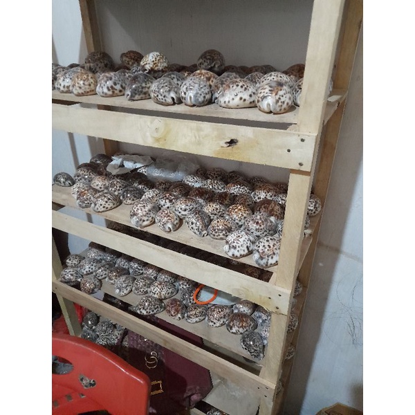 CangkangKerang/Keong