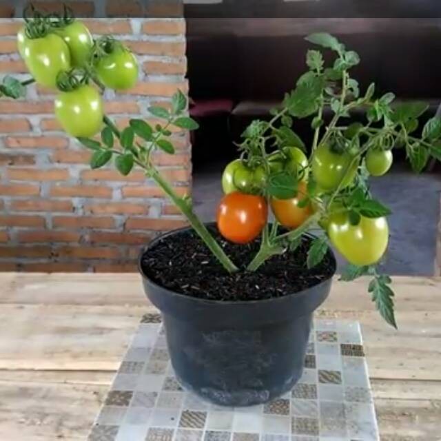 POHON TOMAT / POHON BUAH TOMAT EE33