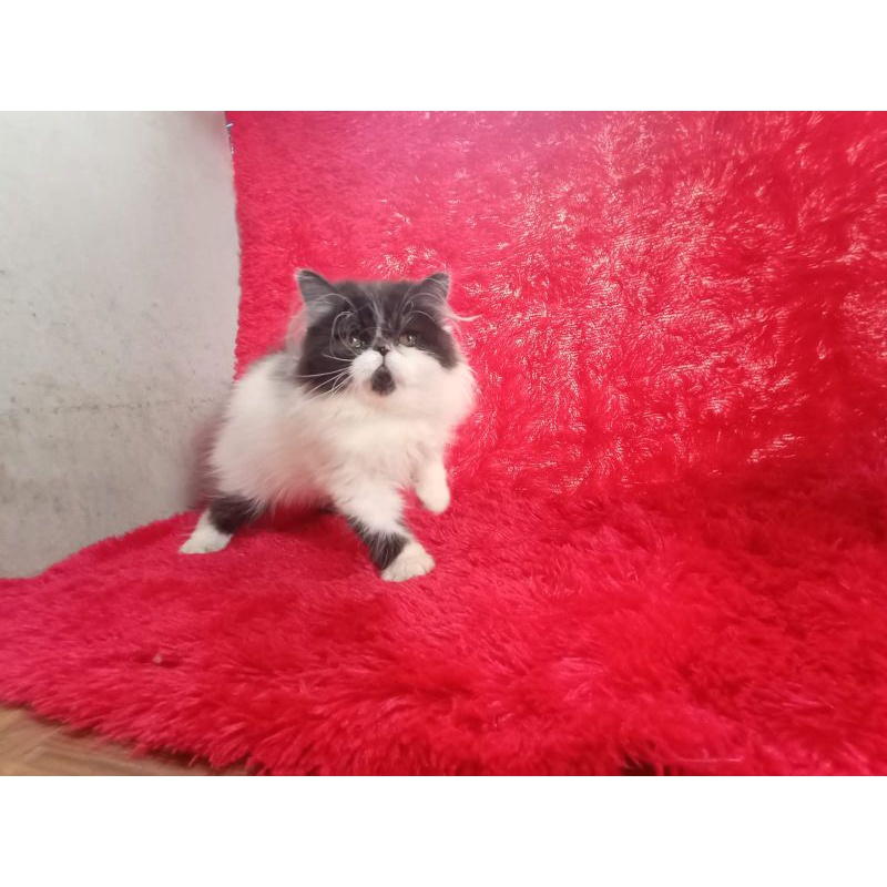 mainan piguran kitten peaknose longhair