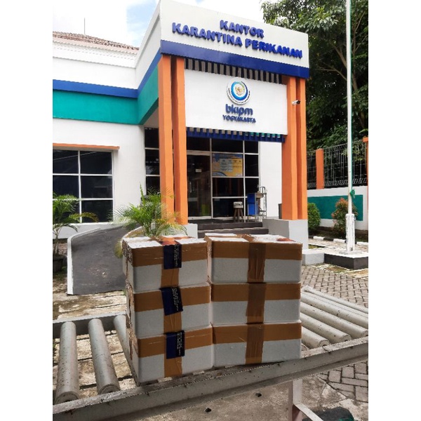 PACKING IKAN  maru red barito simet