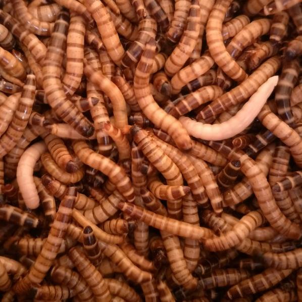 ulat jerman/ulat jerman pakan kacer 1kg/ulet jerman 1kg