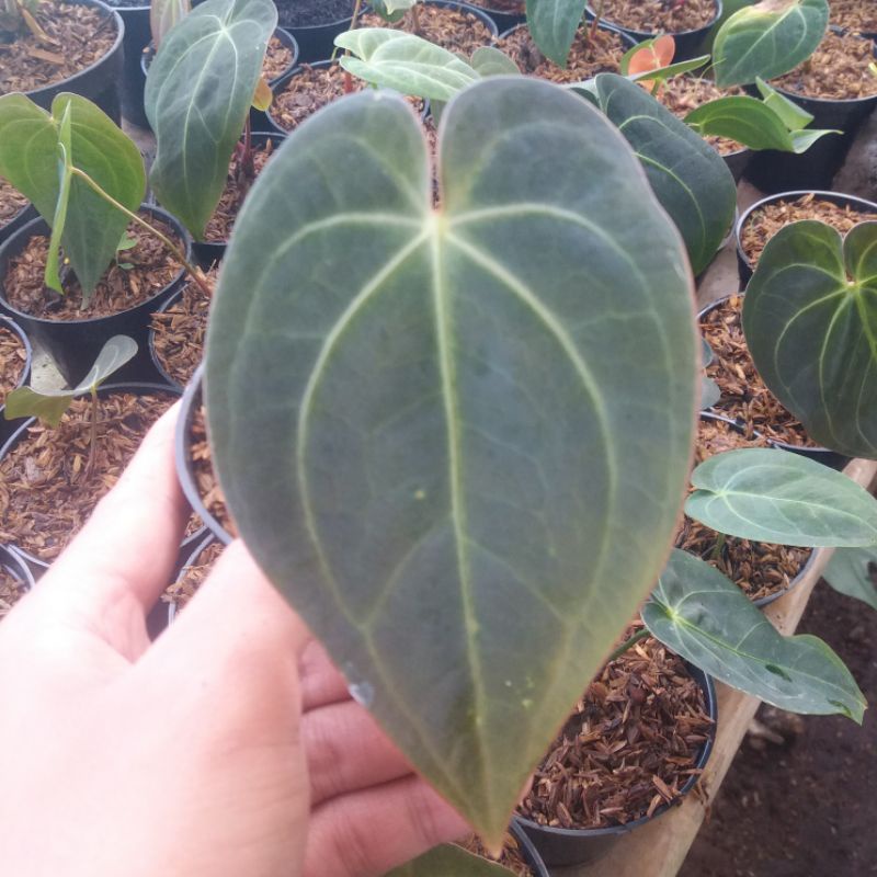 ANTHURIUM VERDE