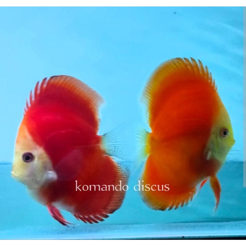 

discus redmelon 2"up