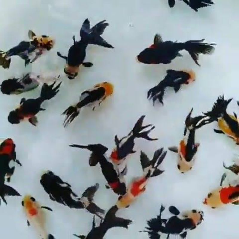 Perlengkapan Akuarium Hiasan Anak Baby Oranda Panda Trikolor Cantik